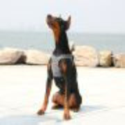 PETKIT Air Fly Pet Harness